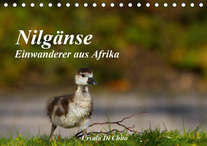 Nilgänse – Einwanderer aus Afrika (Tischkalender 2021 DIN A5 quer) von Di Chito,  Ursula