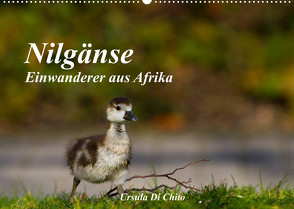 Nilgänse – Einwanderer aus Afrika (Wandkalender 2022 DIN A2 quer) von Di Chito,  Ursula