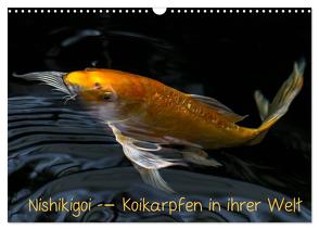 Nishikigoi – Koikarpfen in ihrer Welt (Wandkalender 2024 DIN A3 quer), CALVENDO Monatskalender von Renken,  Erwin