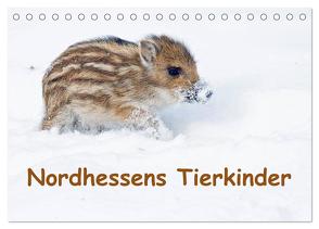 Nordhessens Tierkinder (Tischkalender 2024 DIN A5 quer), CALVENDO Monatskalender von Martin,  Wilfried