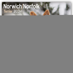 Norfolk Terrier 2024 – 16-Monatskalender