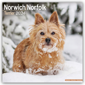 Norfolk Terrier 2024 – 16-Monatskalender