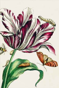 Notizbuch DIN A5 Merian-Tulpe von Deutsche Stiftung Denkmalschutz