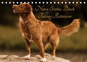 Nova Scotia Duck Tolling Retriever (Tischkalender 2023 DIN A5 quer) von Müller Hundefotowerk,  Beatrice