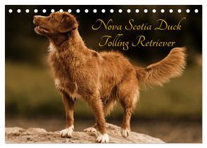 Nova Scotia Duck Tolling Retriever (Tischkalender 2024 DIN A5 quer), CALVENDO Monatskalender von Müller Hundefotowerk,  Beatrice