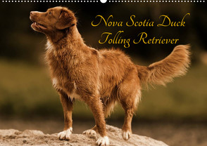 Nova Scotia Duck Tolling Retriever (Wandkalender 2023 DIN A2 quer) von Müller Hundefotowerk,  Beatrice