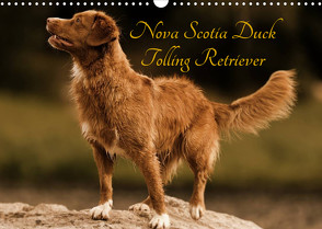 Nova Scotia Duck Tolling Retriever (Wandkalender 2023 DIN A3 quer) von Müller Hundefotowerk,  Beatrice