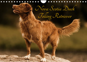 Nova Scotia Duck Tolling Retriever (Wandkalender 2023 DIN A4 quer) von Müller Hundefotowerk,  Beatrice