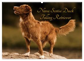 Nova Scotia Duck Tolling Retriever (Wandkalender 2024 DIN A2 quer), CALVENDO Monatskalender von Müller Hundefotowerk,  Beatrice