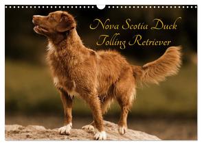 Nova Scotia Duck Tolling Retriever (Wandkalender 2024 DIN A3 quer), CALVENDO Monatskalender von Müller Hundefotowerk,  Beatrice