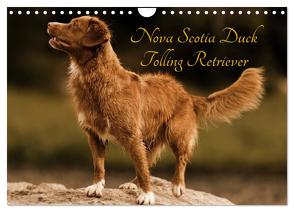 Nova Scotia Duck Tolling Retriever (Wandkalender 2024 DIN A4 quer), CALVENDO Monatskalender von Müller Hundefotowerk,  Beatrice