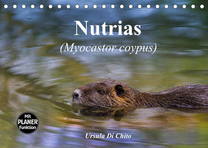 Nutrias (Myocastor coypus) (Tischkalender 2022 DIN A5 quer) von Di Chito,  Ursula