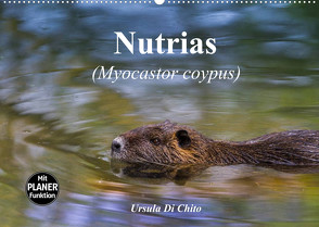 Nutrias (Myocastor coypus) (Wandkalender 2022 DIN A2 quer) von Di Chito,  Ursula