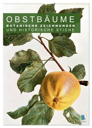 Obstbäume: Botanische Zeichnungen und historische Stiche (Wandkalender 2024 DIN A2 hoch), CALVENDO Monatskalender von CALVENDO,  CALVENDO