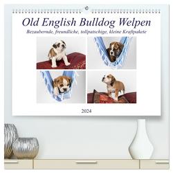 Old English Bulldog Welpen (hochwertiger Premium Wandkalender 2024 DIN A2 quer), Kunstdruck in Hochglanz von Verena Scholze,  Fotodesign