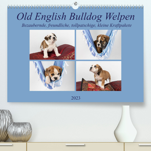 Old English Bulldog Welpen (Premium, hochwertiger DIN A2 Wandkalender 2023, Kunstdruck in Hochglanz) von Verena Scholze,  Fotodesign