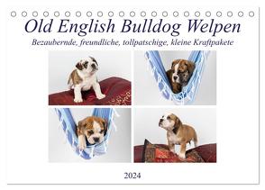 Old English Bulldog Welpen (Tischkalender 2024 DIN A5 quer), CALVENDO Monatskalender von Verena Scholze,  Fotodesign