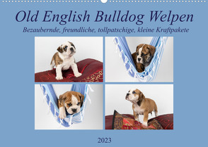 Old English Bulldog Welpen (Wandkalender 2023 DIN A2 quer) von Verena Scholze,  Fotodesign