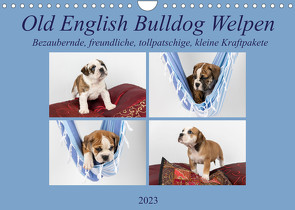 Old English Bulldog Welpen (Wandkalender 2023 DIN A4 quer) von Verena Scholze,  Fotodesign