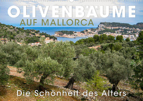 Olivenbäume auf Mallorca – Die Schönheit des Alters (Wandkalender 2023 DIN A2 quer) von Oelschläger,  Wilfried