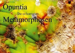 Opuntia die schoensten Metamorphosen (Posterbuch DIN A3 quer) von AnBe,  by