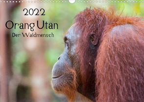 Orang Utan 2022 – Der Waldmensch (Wandkalender 2022 DIN A3 quer) von Heiss Photography,  Daniel