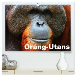 Orang-Utans (hochwertiger Premium Wandkalender 2024 DIN A2 quer), Kunstdruck in Hochglanz von Stanzer,  Elisabeth