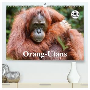 Orang-Utans (hochwertiger Premium Wandkalender 2024 DIN A2 quer), Kunstdruck in Hochglanz von Stanzer,  Elisabeth