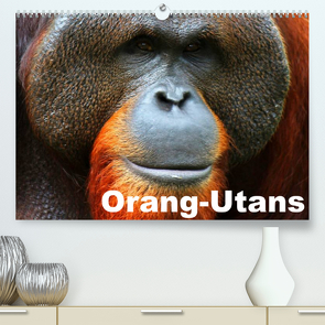 Orang-Utans (Premium, hochwertiger DIN A2 Wandkalender 2023, Kunstdruck in Hochglanz) von Stanzer,  Elisabeth