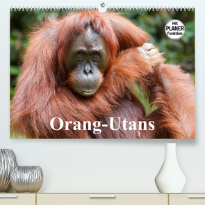 Orang-Utans (Premium, hochwertiger DIN A2 Wandkalender 2023, Kunstdruck in Hochglanz) von Stanzer,  Elisabeth