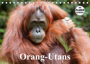 Orang-Utans (Tischkalender 2023 DIN A5 quer) von Stanzer,  Elisabeth