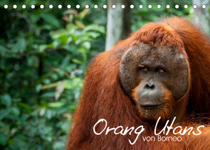 Orang Utans von Borneo Tierkalender 2023 (Tischkalender 2023 DIN A5 quer) von Arndt,  Attila