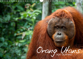 Orang Utans von Borneo Tierkalender 2023 (Wandkalender 2023 DIN A3 quer) von Arndt,  Attila