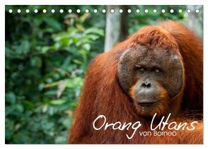 Orang Utans von Borneo Tierkalender 2024 (Tischkalender 2024 DIN A5 quer), CALVENDO Monatskalender von Arndt,  Attila