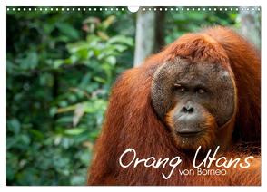 Orang Utans von Borneo Tierkalender 2024 (Wandkalender 2024 DIN A3 quer), CALVENDO Monatskalender von Arndt,  Attila