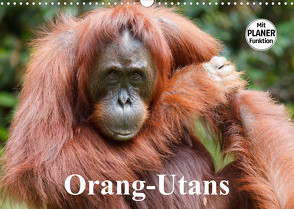 Orang-Utans (Wandkalender 2023 DIN A3 quer) von Stanzer,  Elisabeth