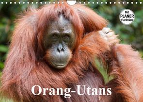 Orang-Utans (Wandkalender 2023 DIN A4 quer) von Stanzer,  Elisabeth