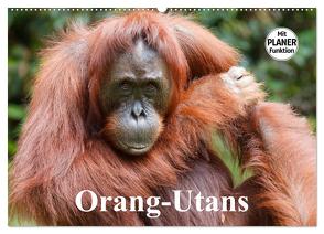 Orang-Utans (Wandkalender 2024 DIN A2 quer), CALVENDO Monatskalender von Stanzer,  Elisabeth