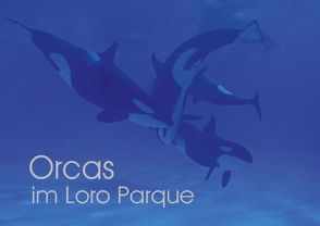 Orcas im Loro Parque (Posterbuch DIN A2 quer) von Brodde,  Ulrich