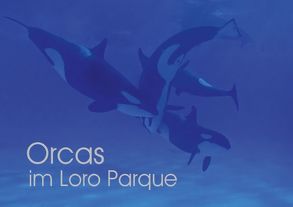 Orcas im Loro Parque (Tischaufsteller DIN A5 quer) von Brodde,  Ulrich