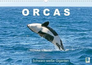 Orcas: Schwarz-weiße Giganten (Wandkalender 2022 DIN A3 quer) von CALVENDO