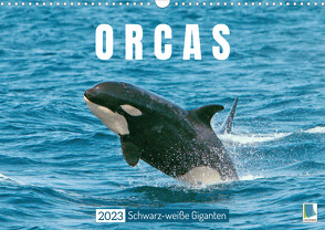 Orcas: Schwarz-weiße Giganten (Wandkalender 2023 DIN A3 quer) von CALVENDO