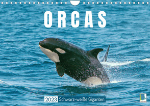 Orcas: Schwarz-weiße Giganten (Wandkalender 2023 DIN A4 quer) von CALVENDO