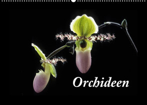 Orchideen 2023 (Wandkalender 2023 DIN A2 quer) von kleber©gagelart