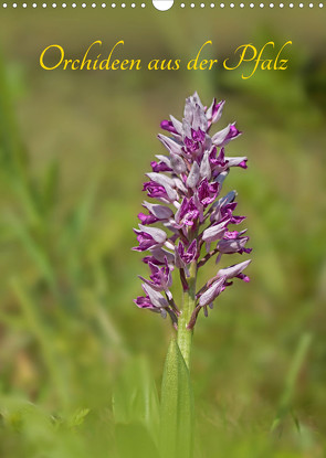 Orchideen aus der Pfalz (Wandkalender 2022 DIN A3 hoch) von juehust