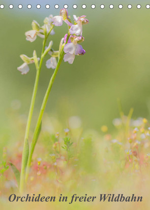 Orchideen in freier Wildbahn (Tischkalender 2023 DIN A5 hoch) von Danis,  Peter