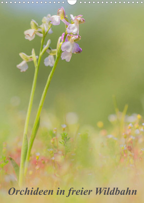 Orchideen in freier Wildbahn (Wandkalender 2023 DIN A3 hoch) von Danis,  Peter