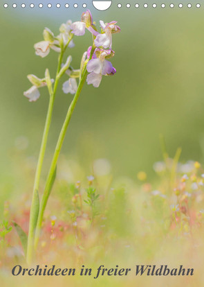 Orchideen in freier Wildbahn (Wandkalender 2023 DIN A4 hoch) von Danis,  Peter