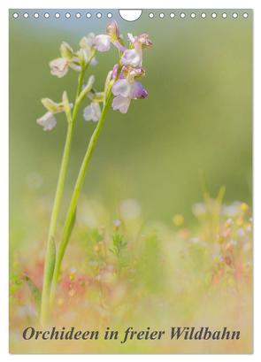 Orchideen in freier Wildbahn (Wandkalender 2024 DIN A4 hoch), CALVENDO Monatskalender von Danis,  Peter
