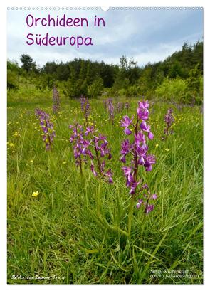 Orchideen in Südeuropa (Wandkalender 2024 DIN A2 hoch), CALVENDO Monatskalender von Trapp,  Benny